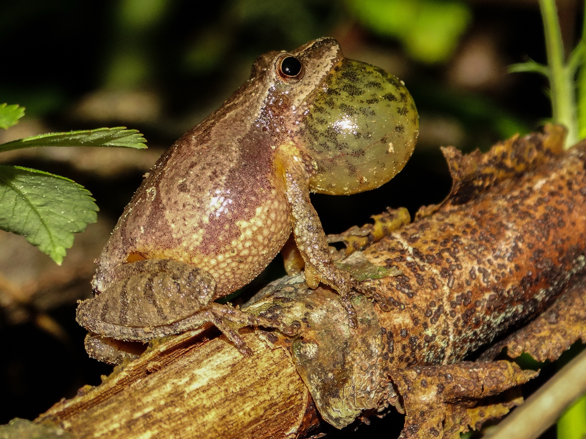 Peeper