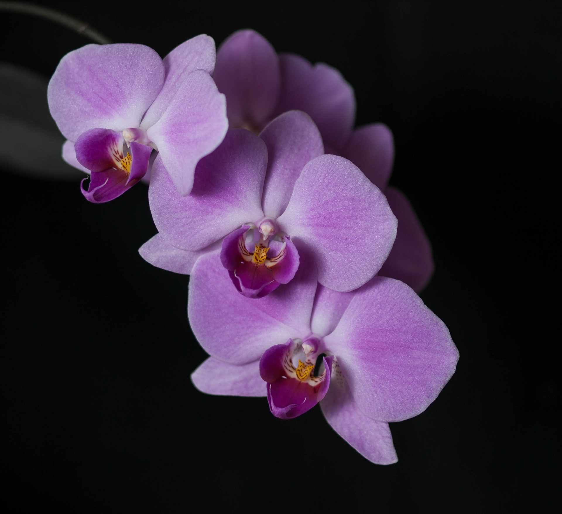 Sidelit Orchids