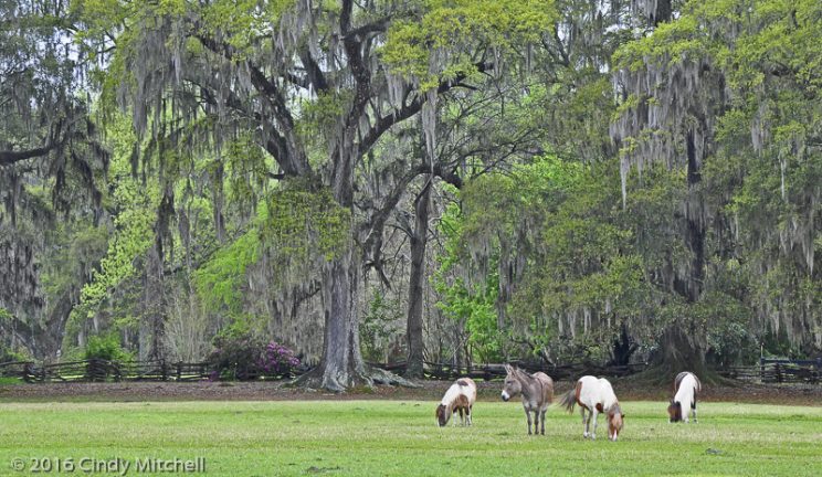 Magnolia Gardens