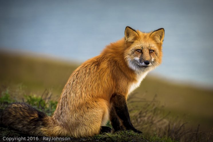 Foxy Lady