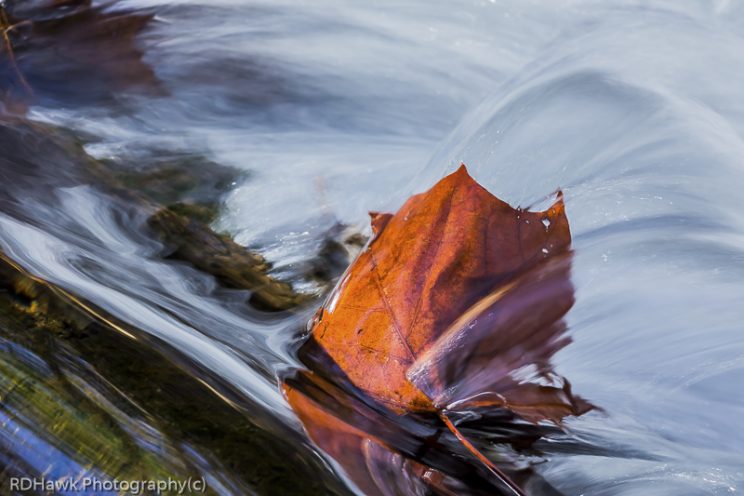 Leaf Under The Rushing Water