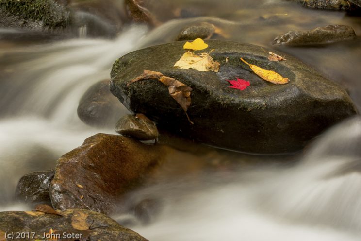 Little Red Leaf