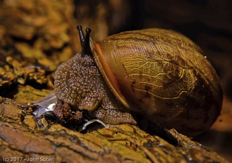 Sammy the Snail