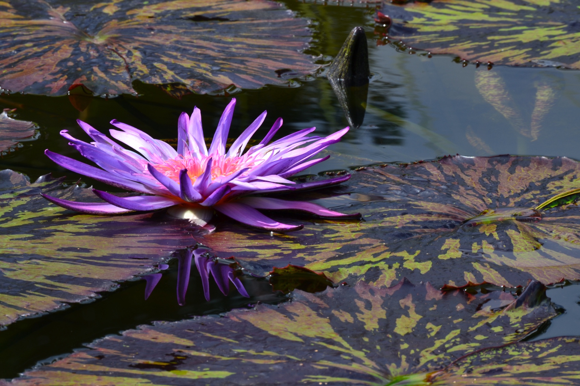 Passionate Purple Lotus