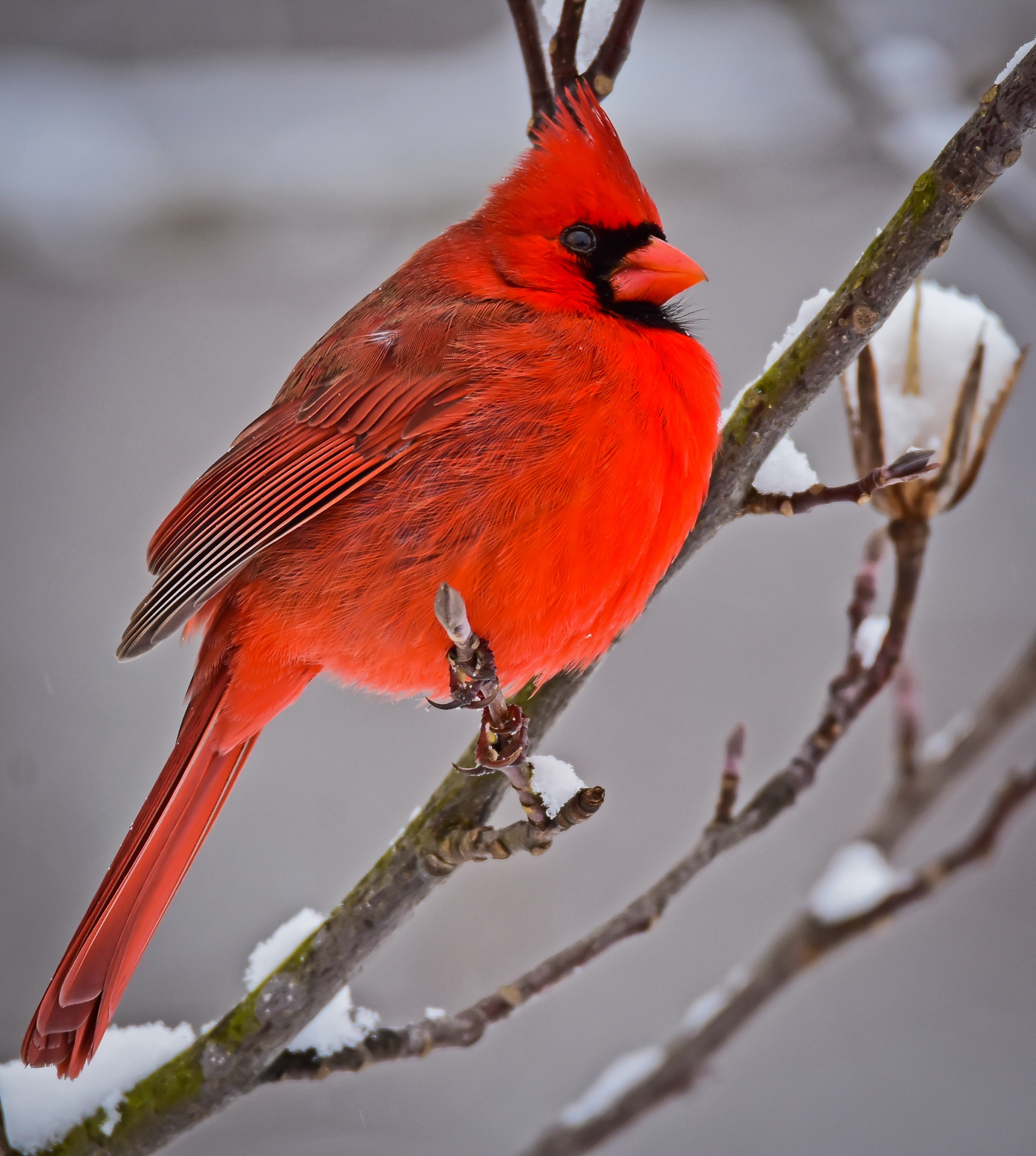 Cardinal in Winter