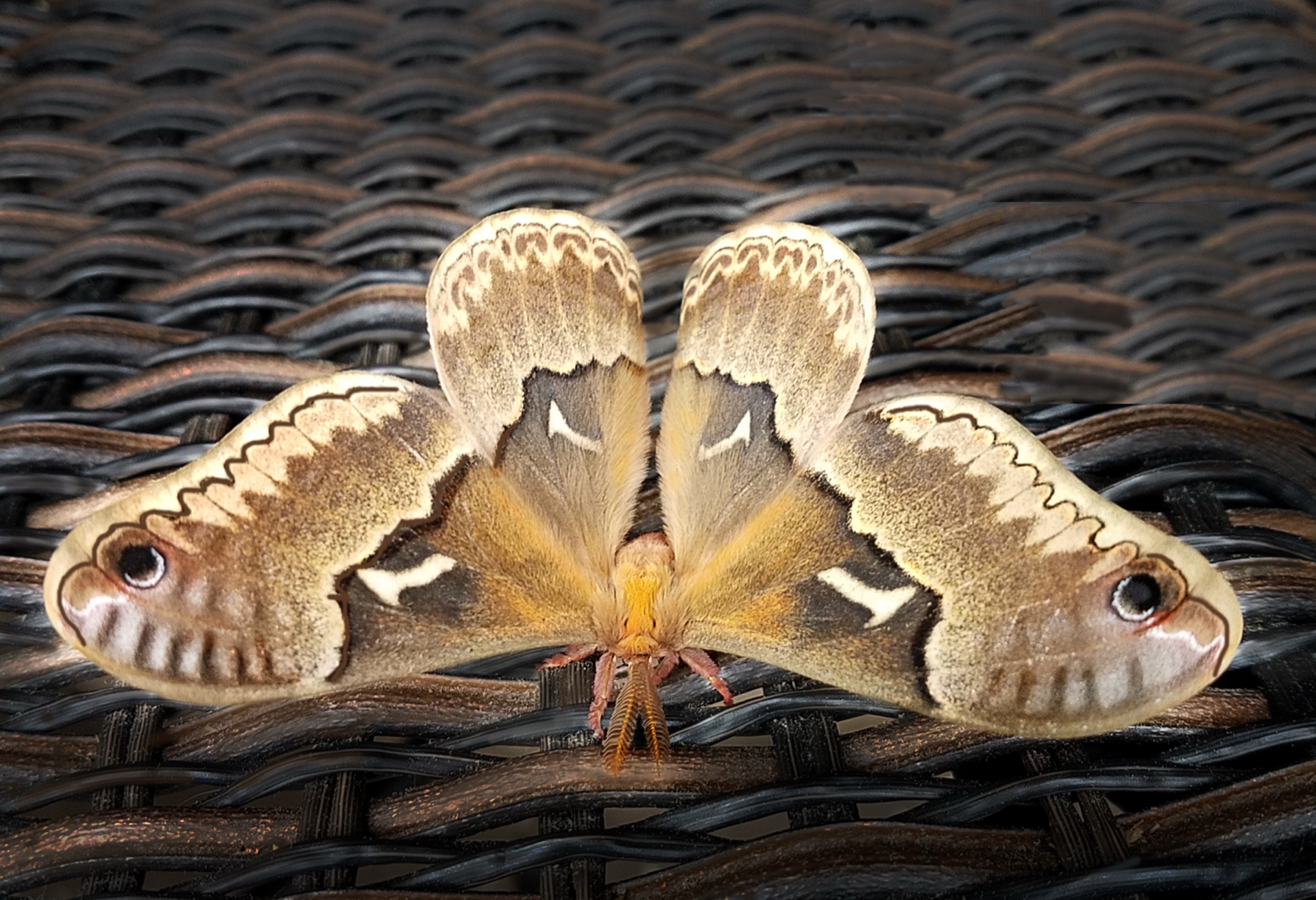 Springtime Butterfly.jpg _-1