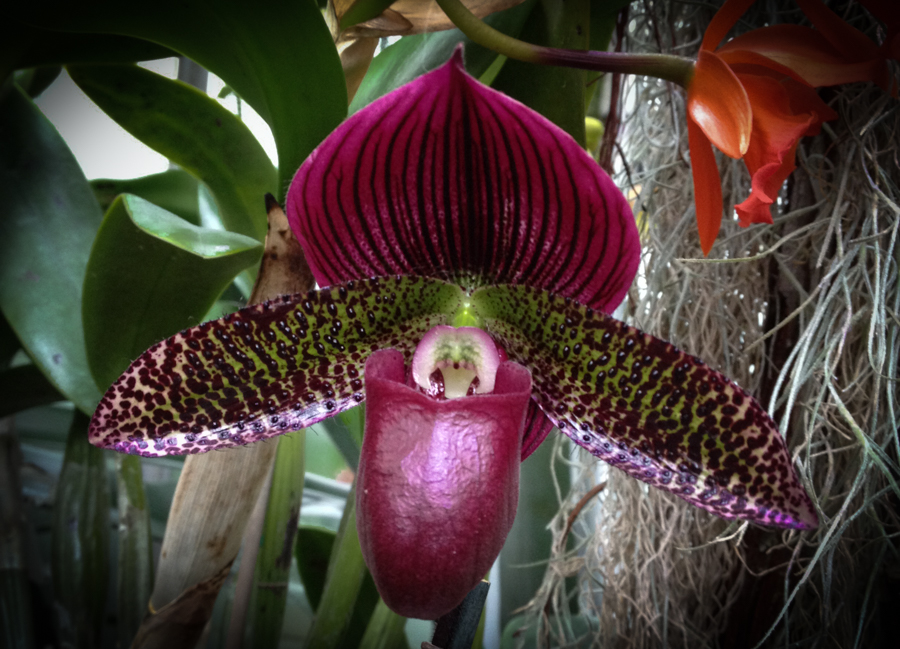 Lady's Slipper