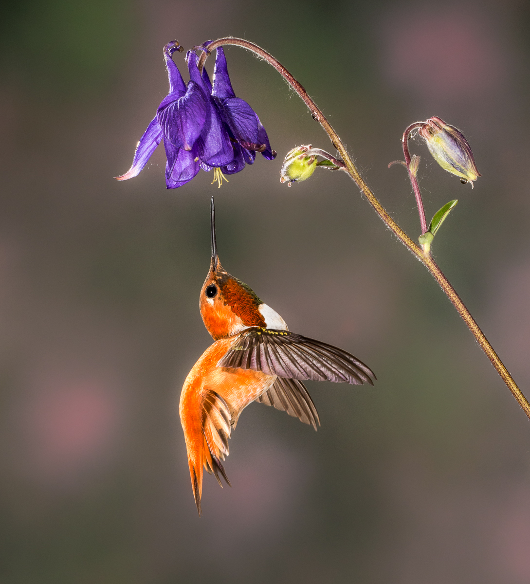Colorful Rufous