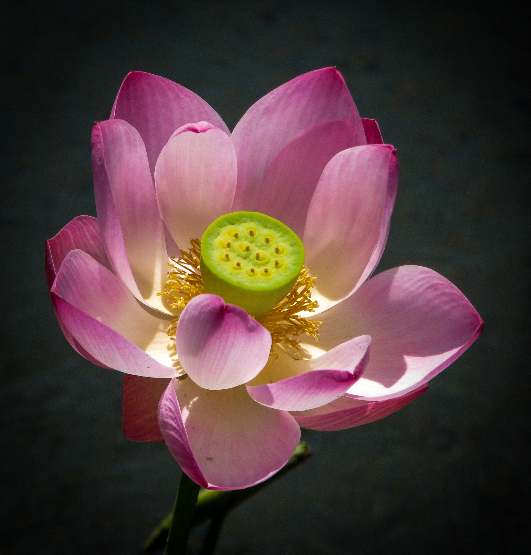 Beauty in the Pond