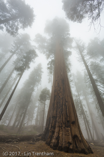 In the Land of Giants