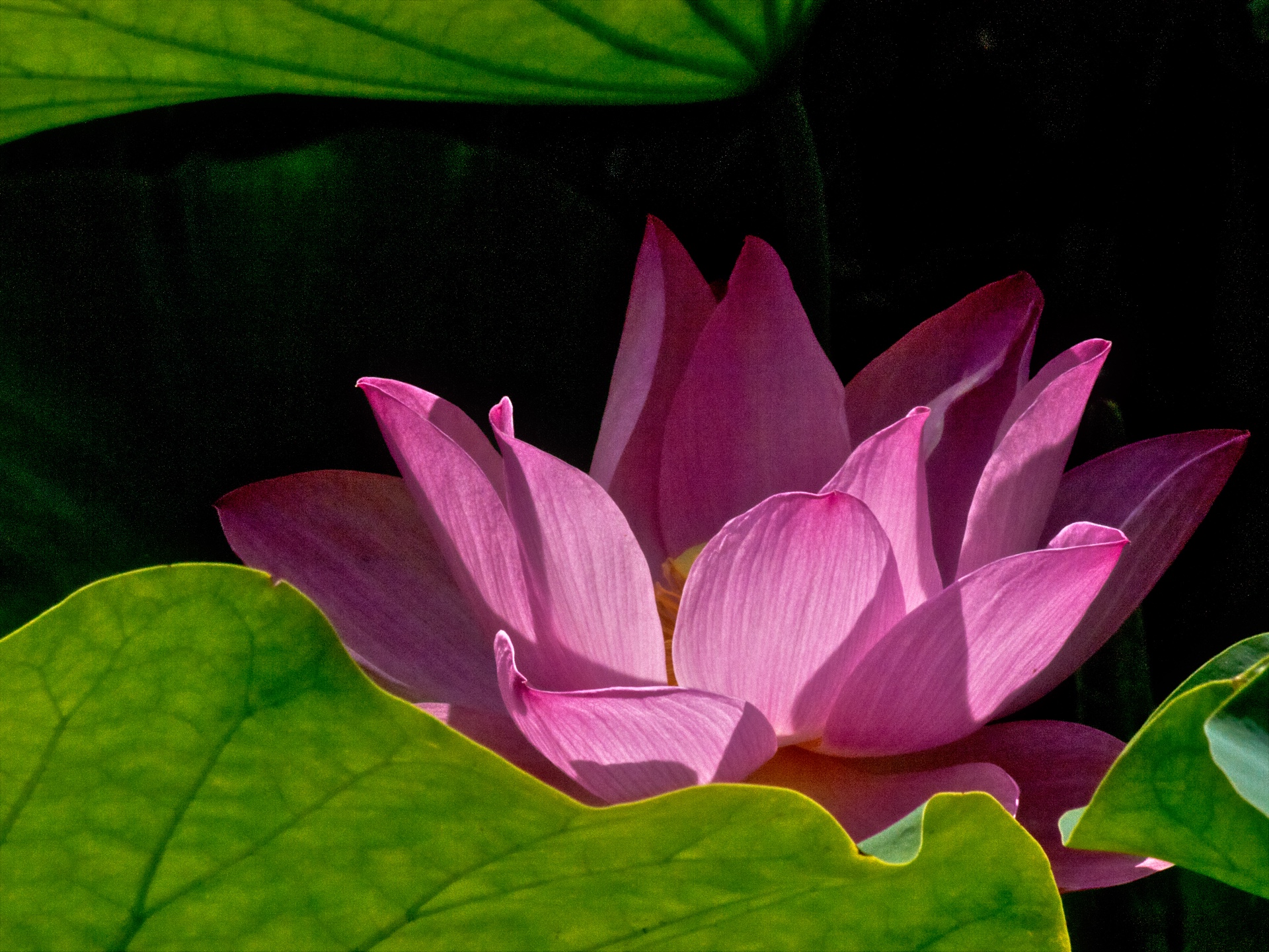 Water Lily-2