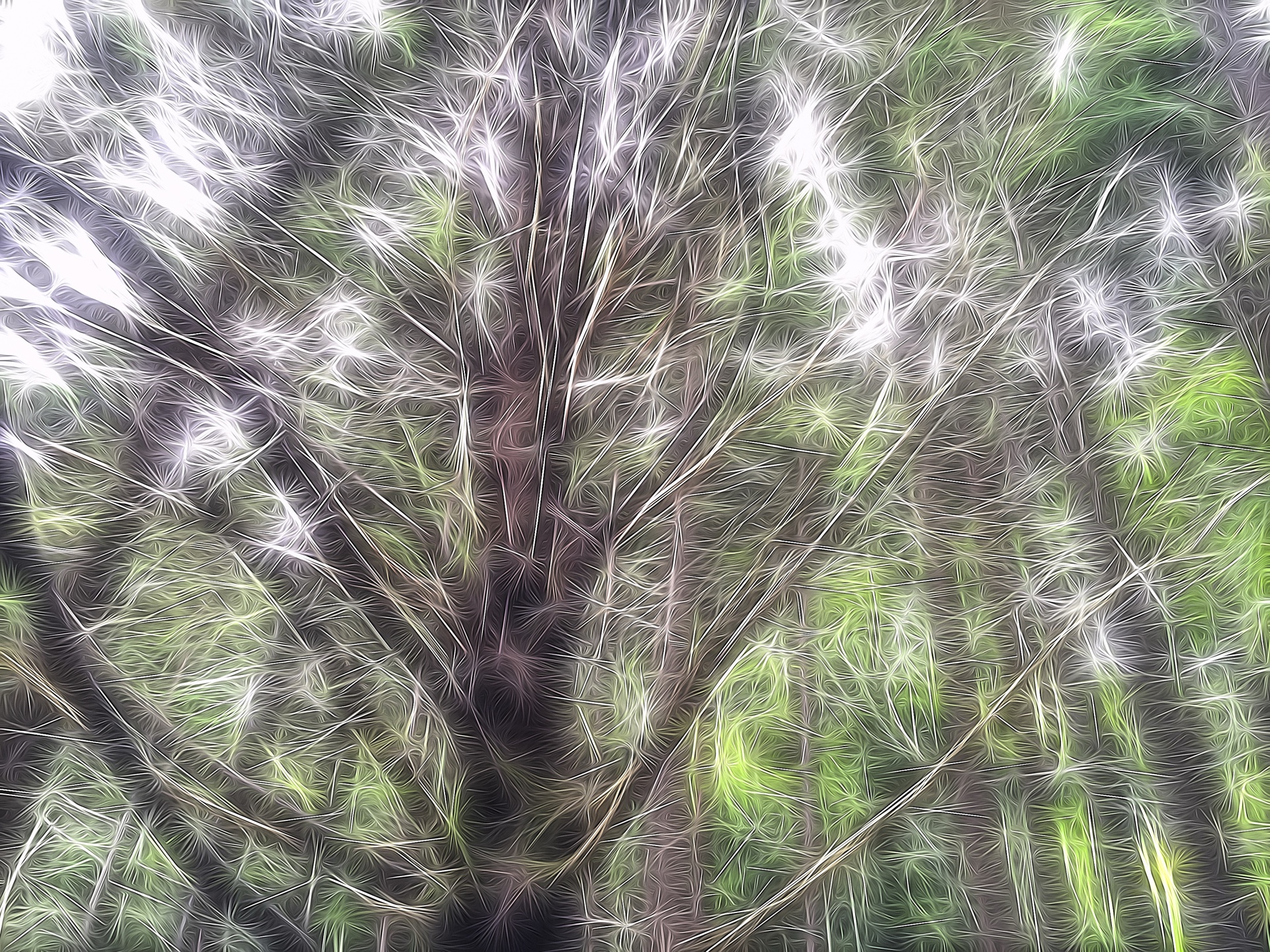 Pine Woods