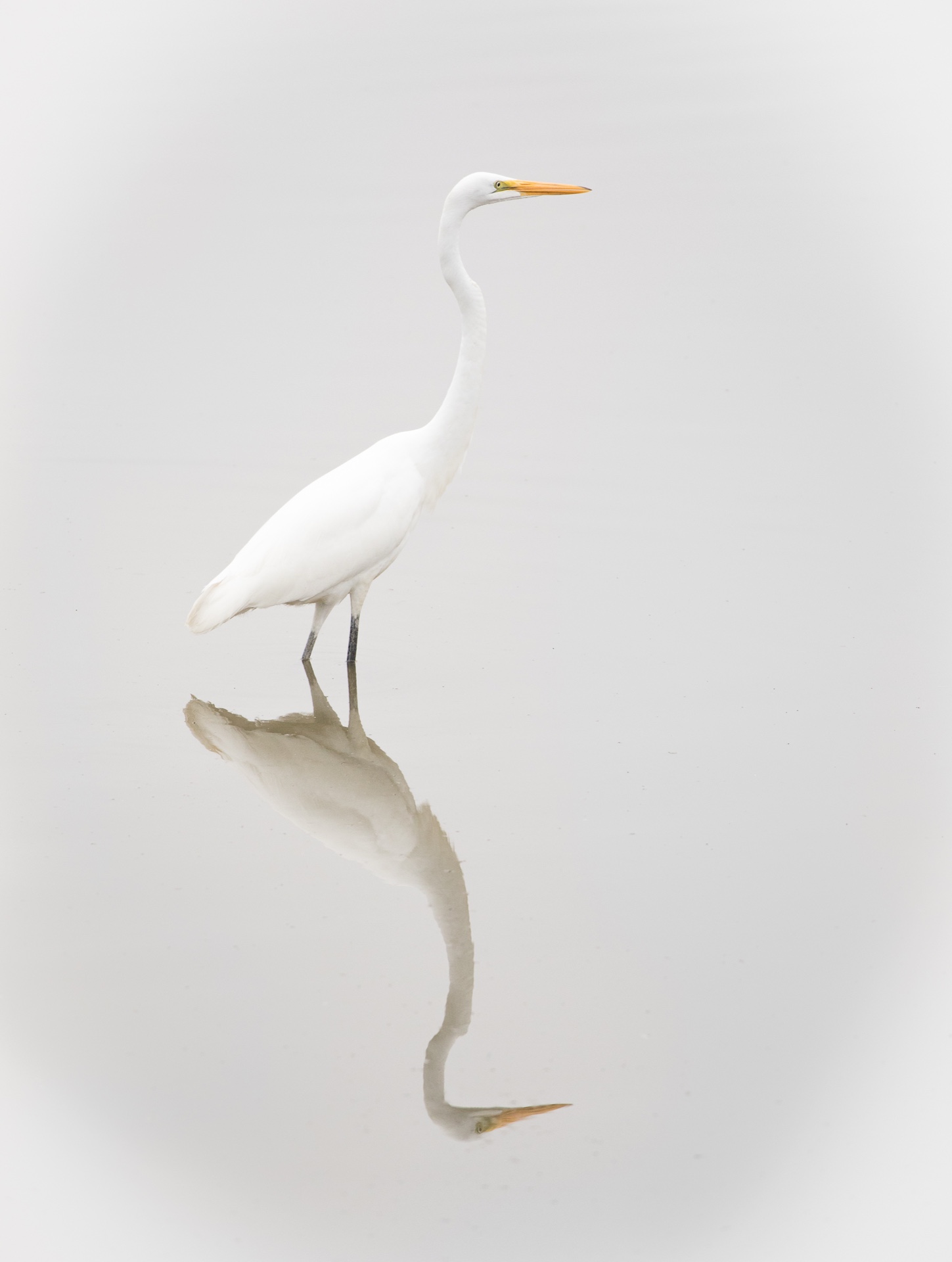 Elegant Egret