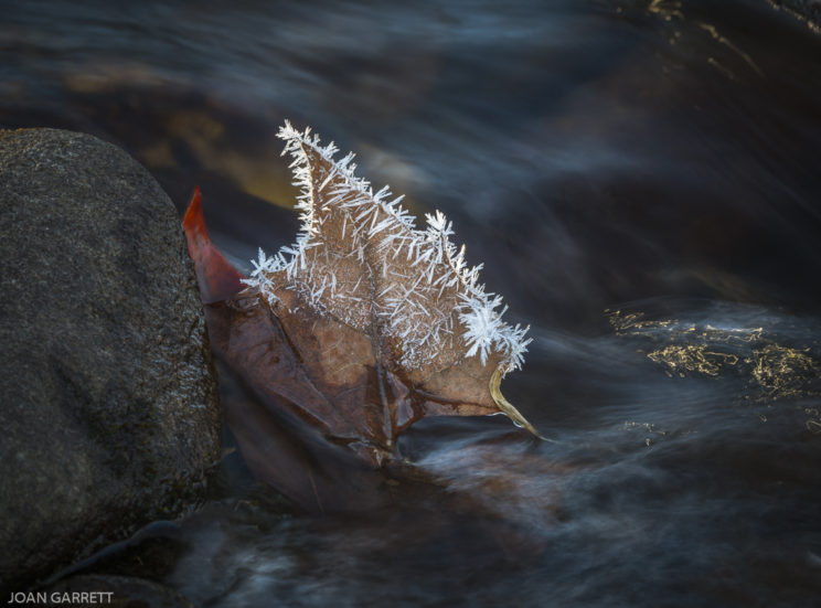 Early Morning Frost