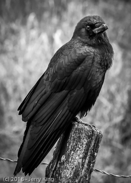 Curious Crow