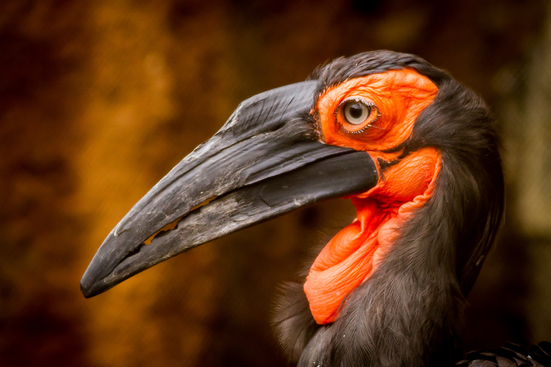 Hornbill 149