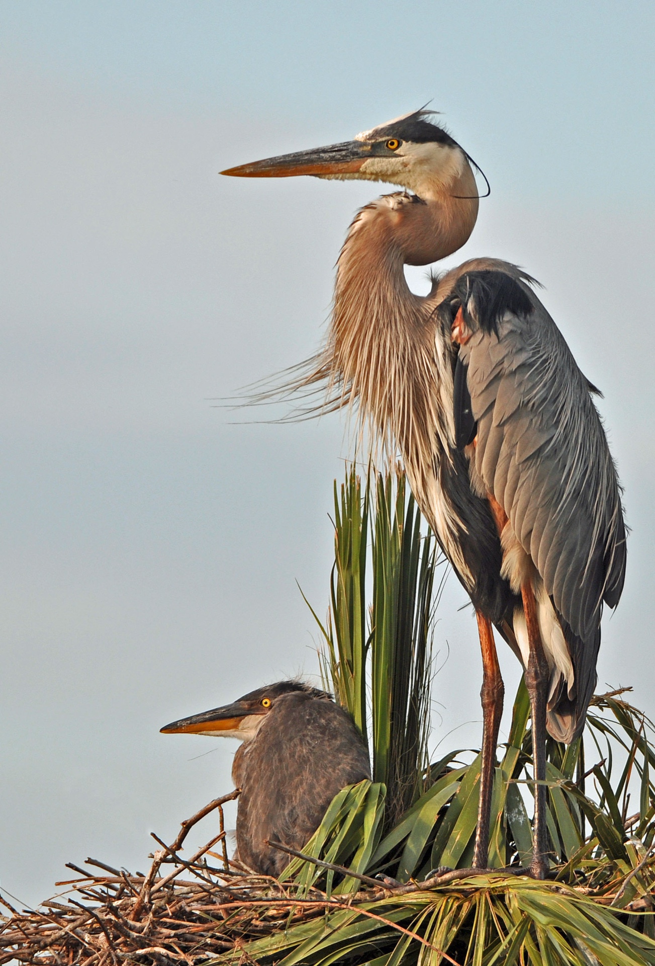 Blue Heron Family