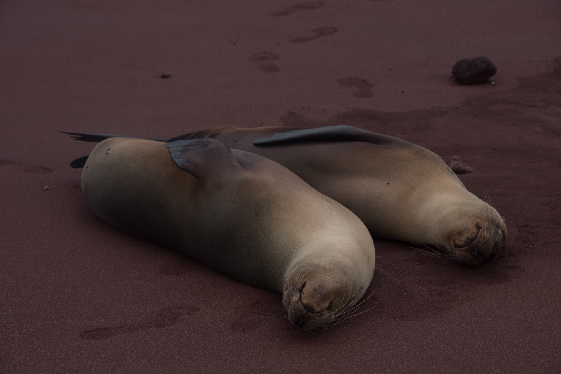 Sea Lions
