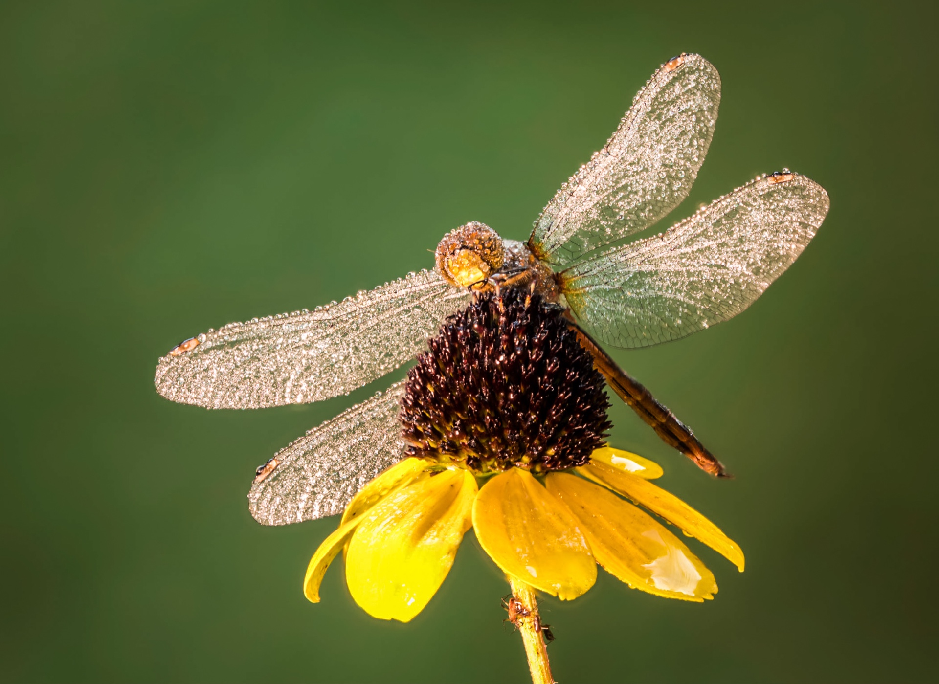 Dewey Dragonfly