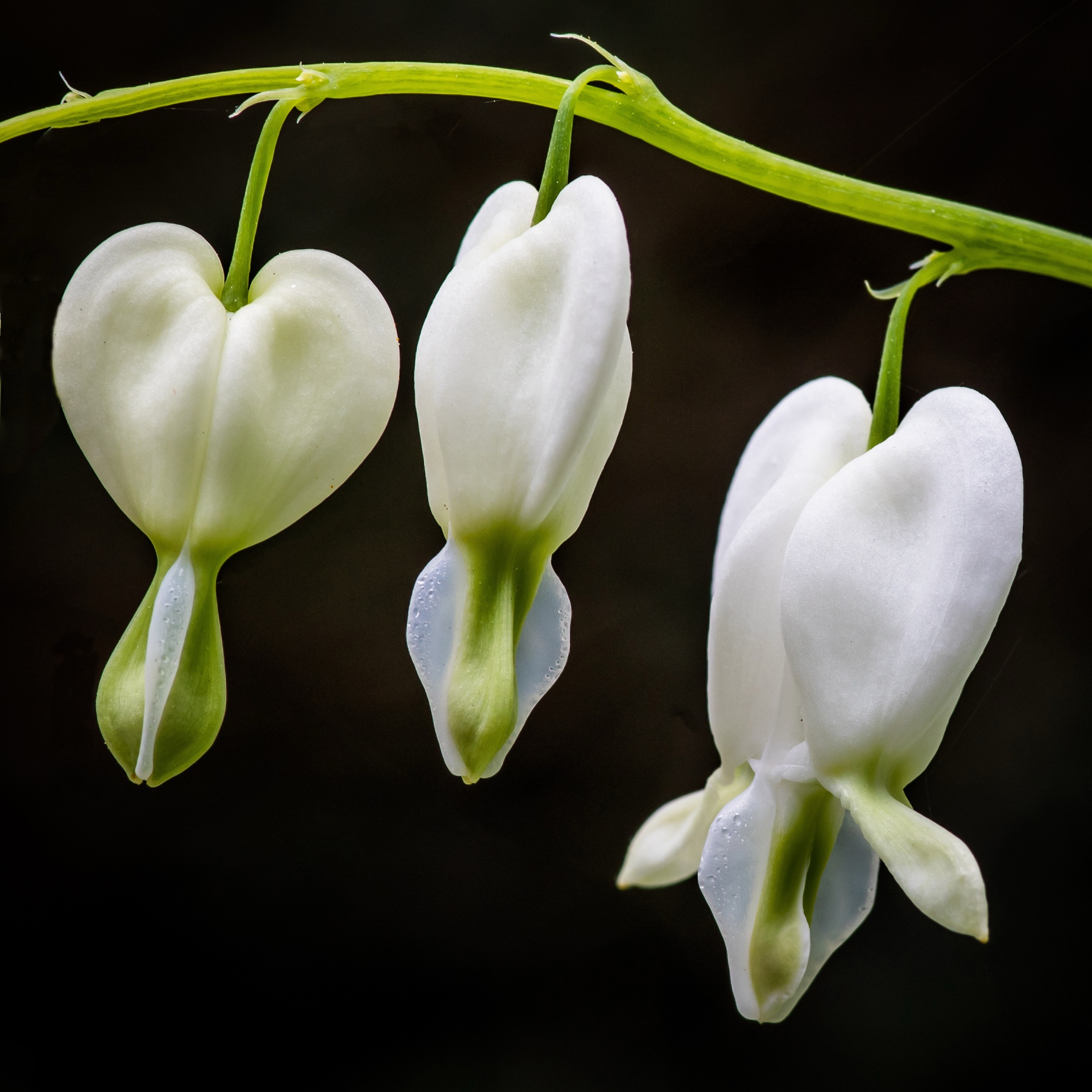 Bleeding Heart
