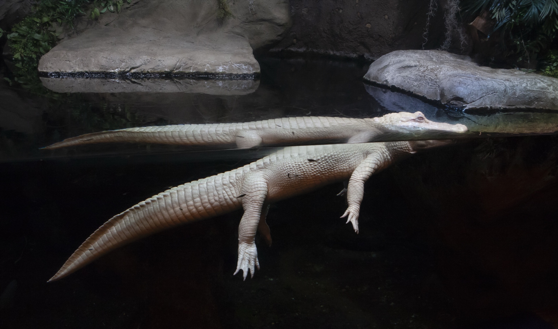 Albino Alligator
