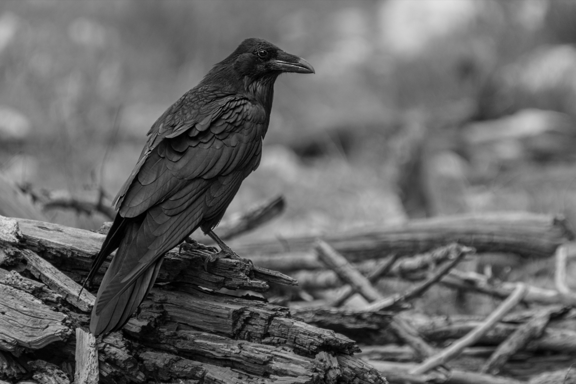 The Raven