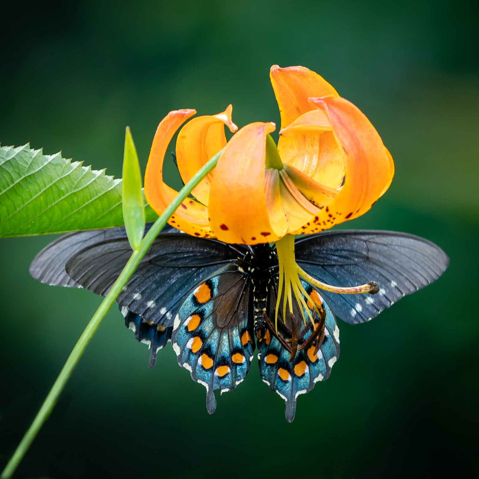 Turk Lilly with Swallowtail