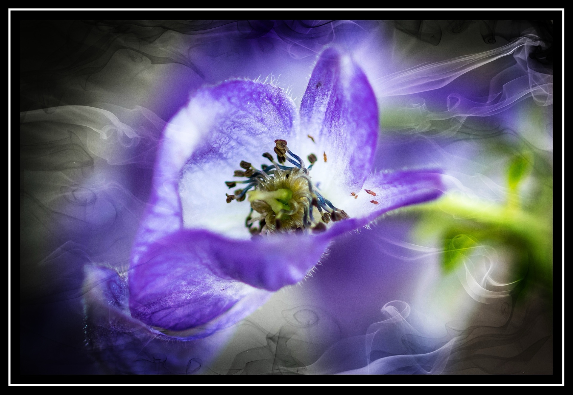 Macro Monkshood