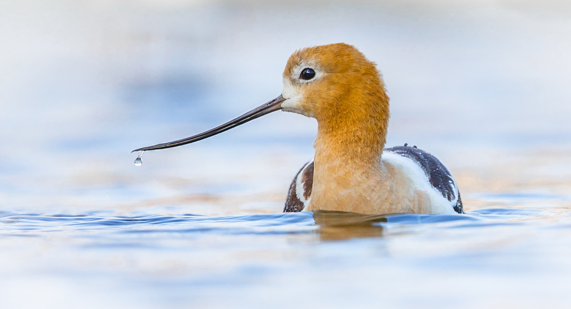 Avocet
