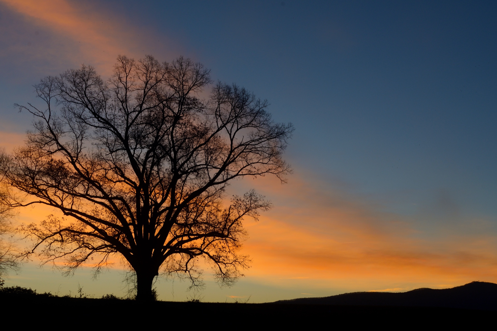 Old Oak Tree at sunrise