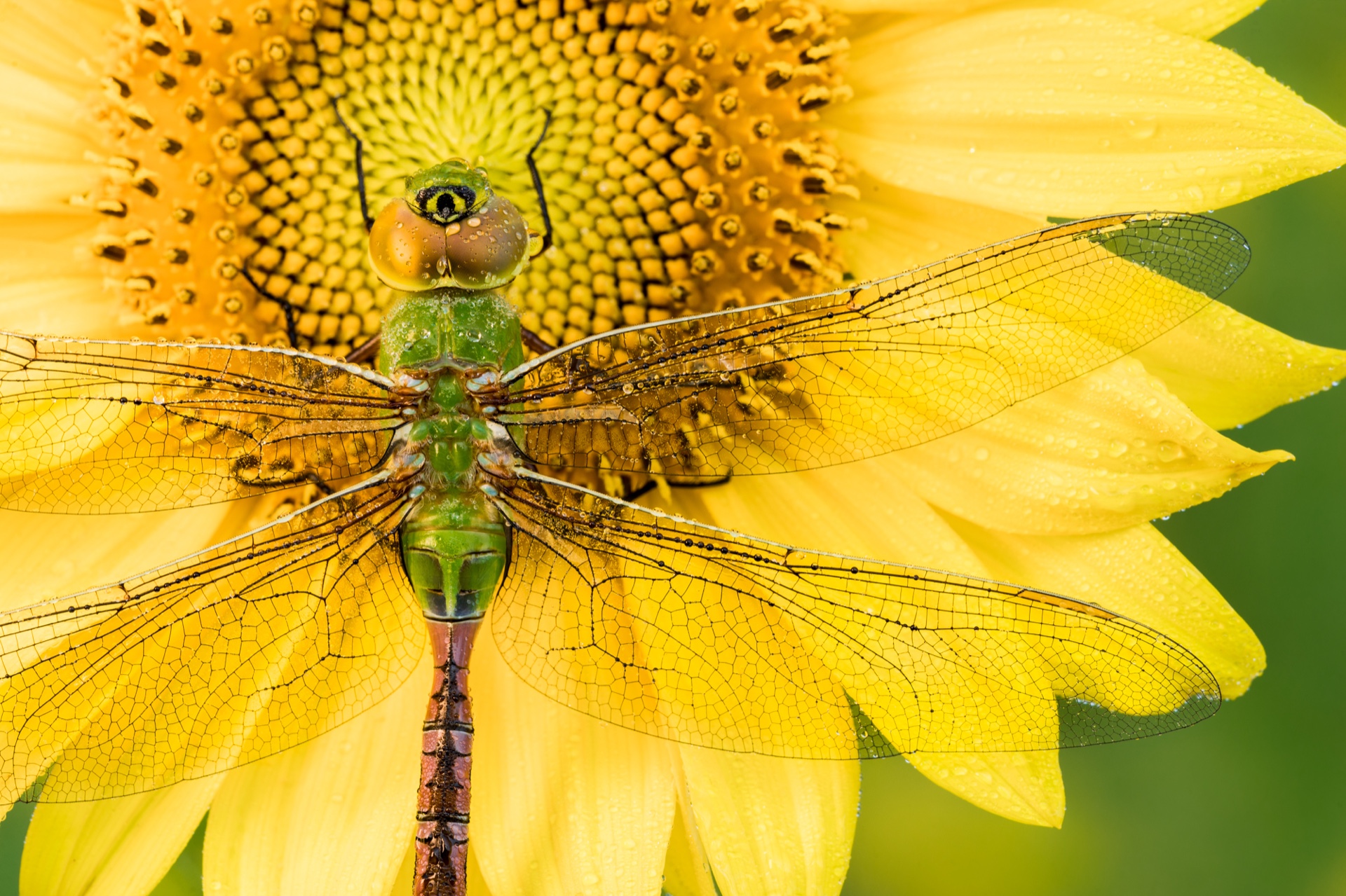 Green Darner