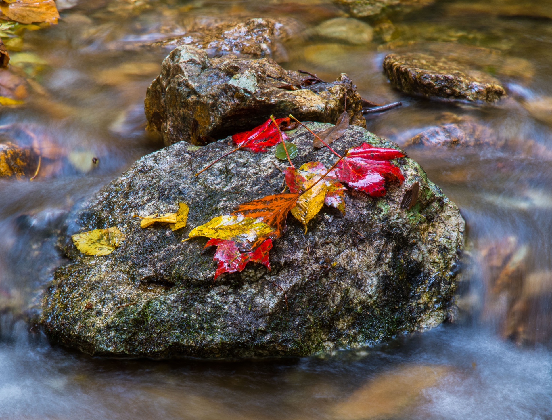 Fall Leaves