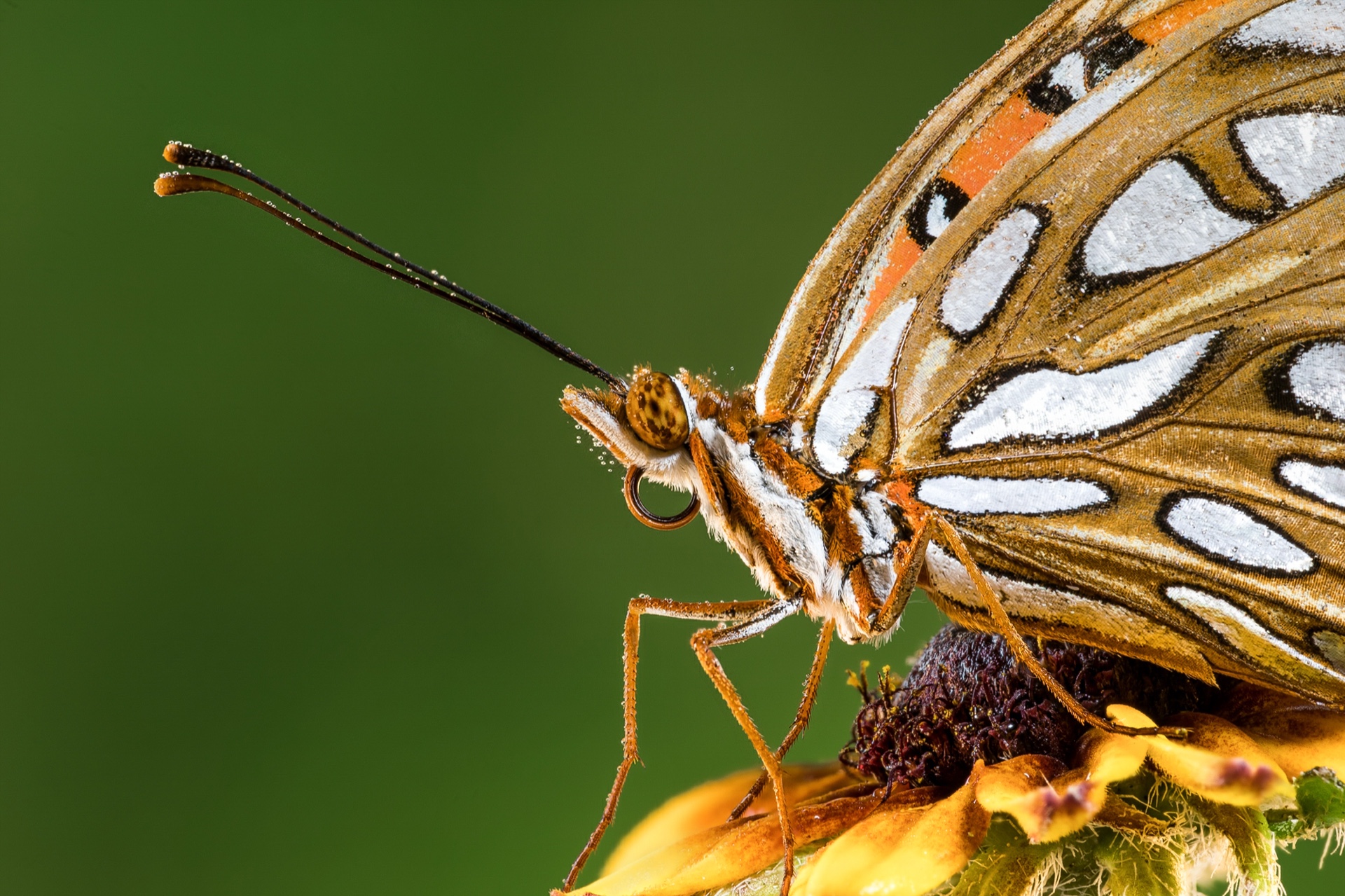 Pretty Fritillary