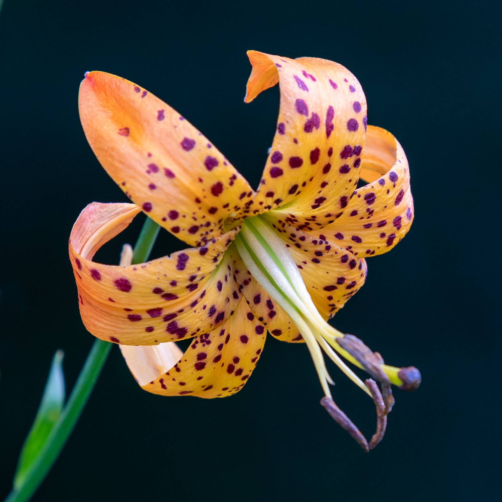 Turk Lilly