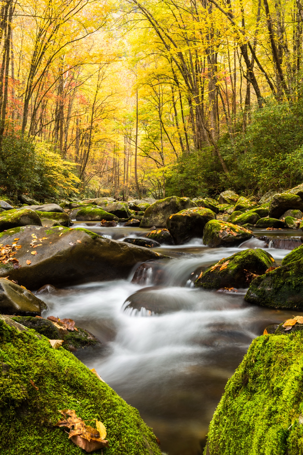 Stream of Gold