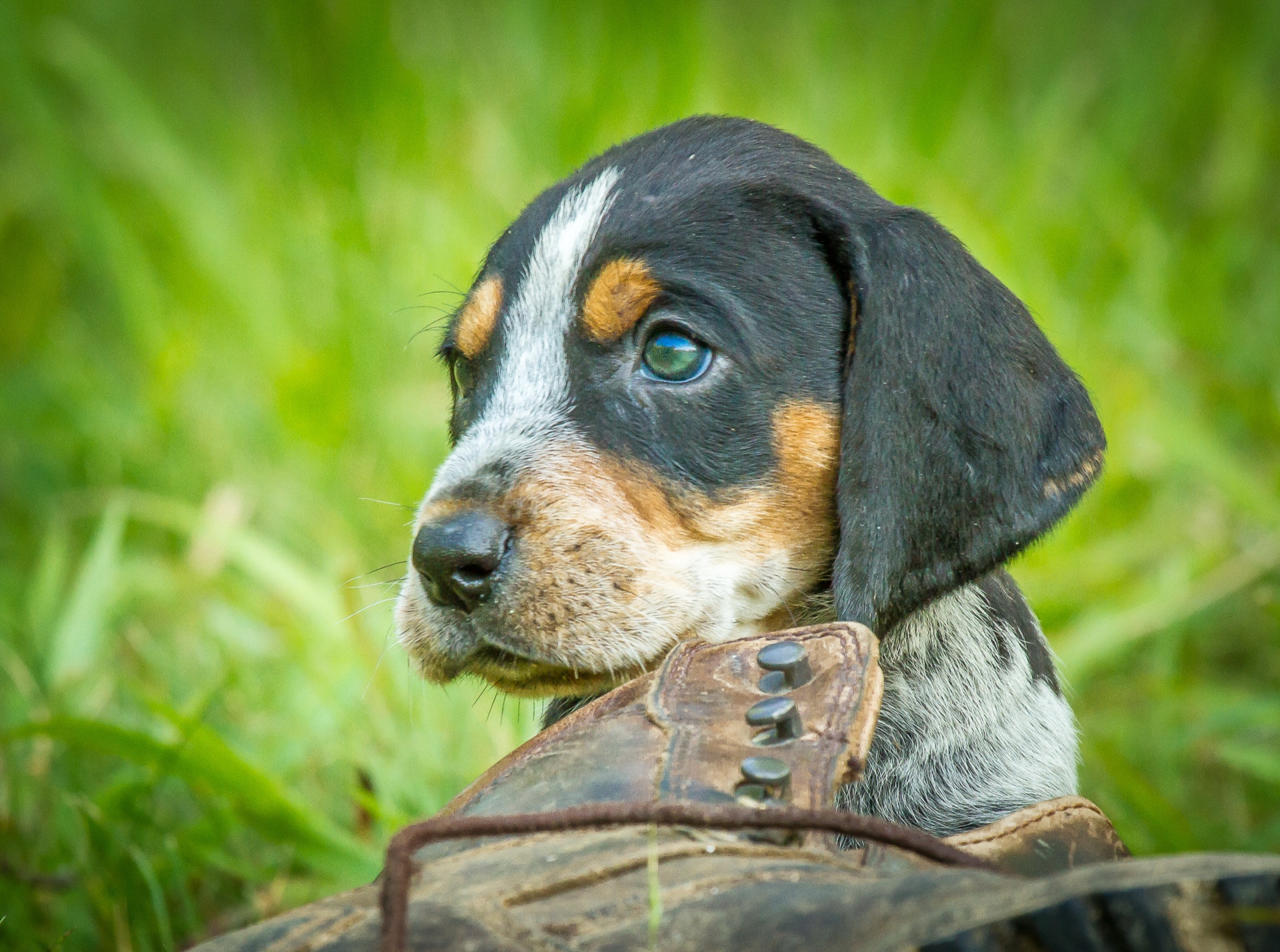 pretty puppy