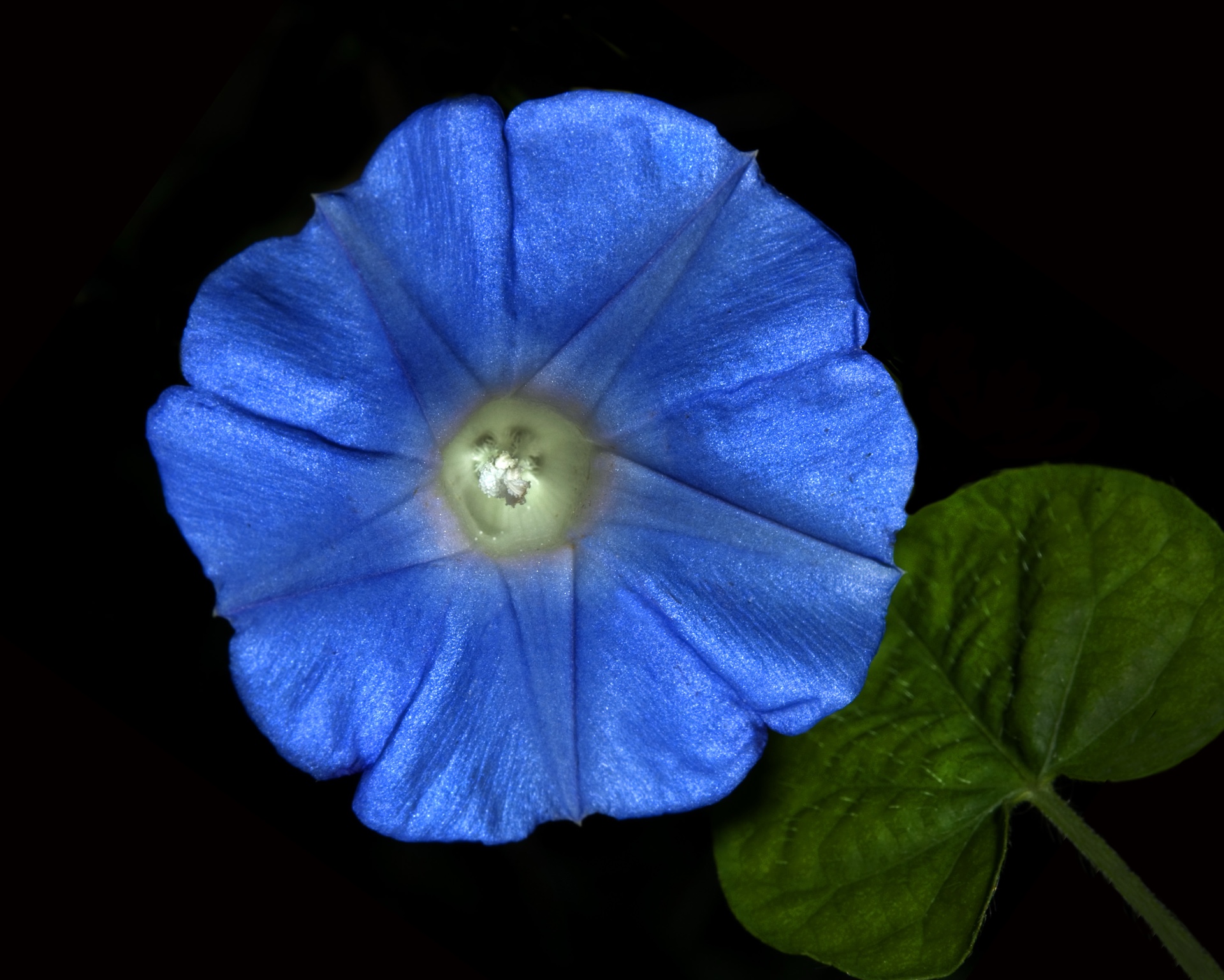 Blue Glory