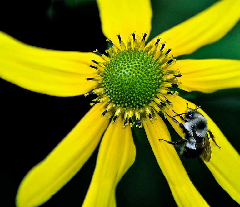 Life of a Bee