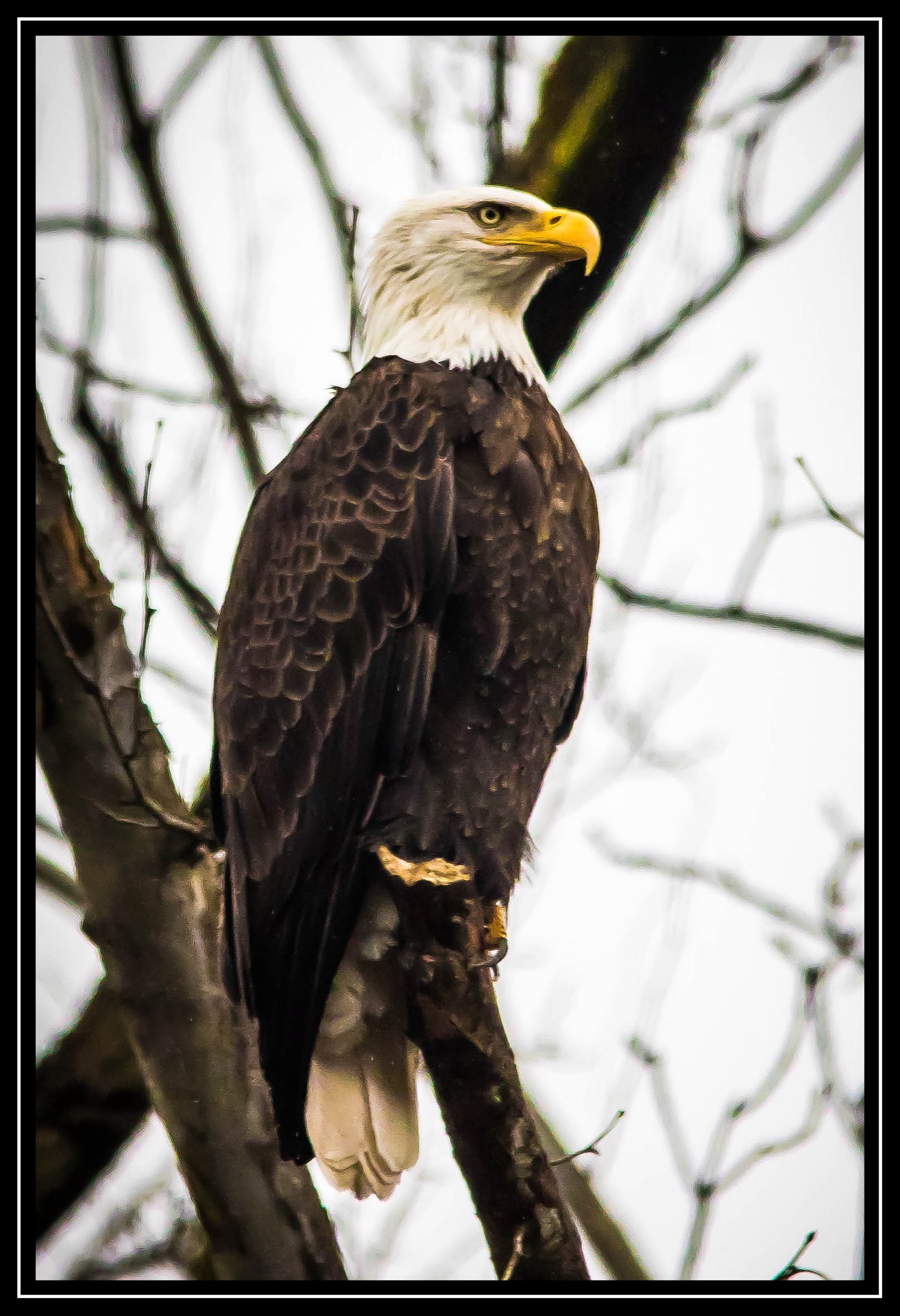 Pride of Emerts Cove