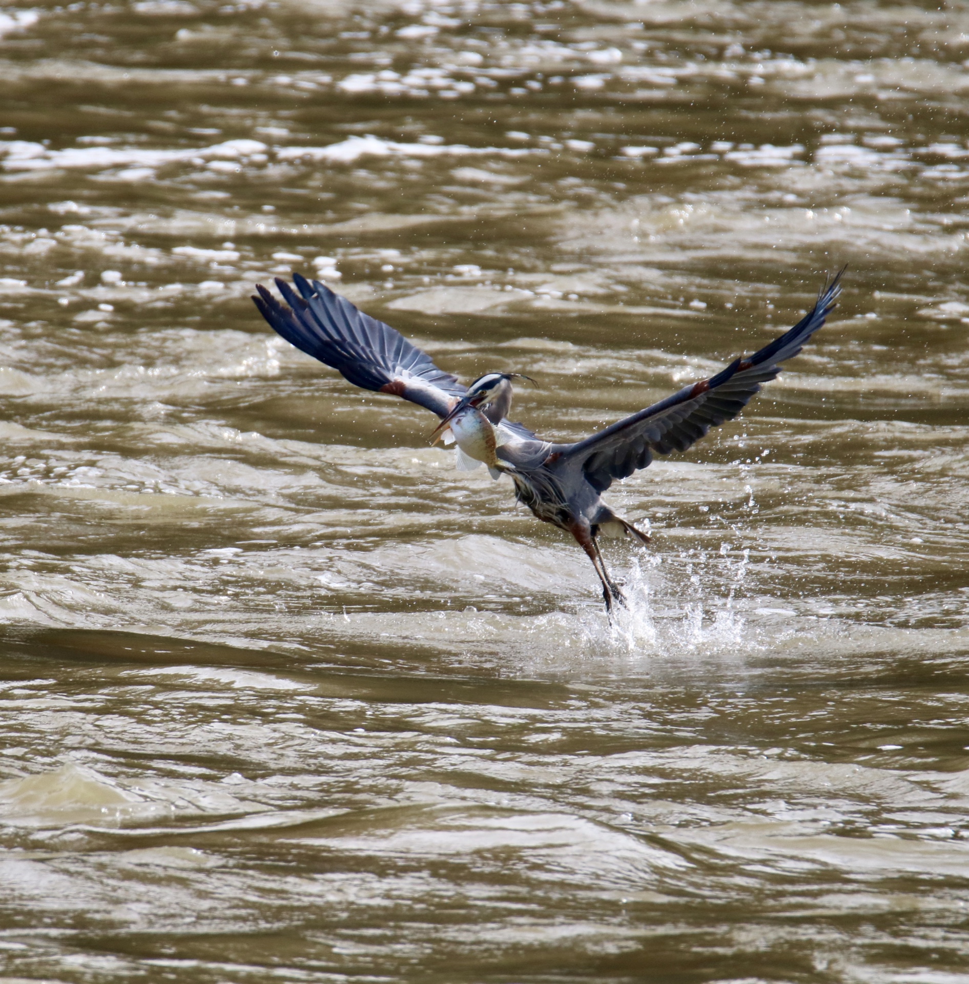 Dining at the dam