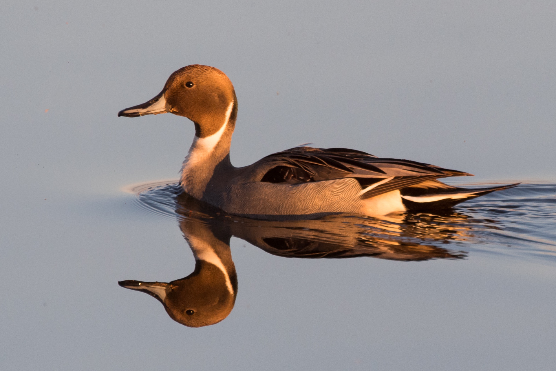 A Leisure Time at the WIldlife Refuge