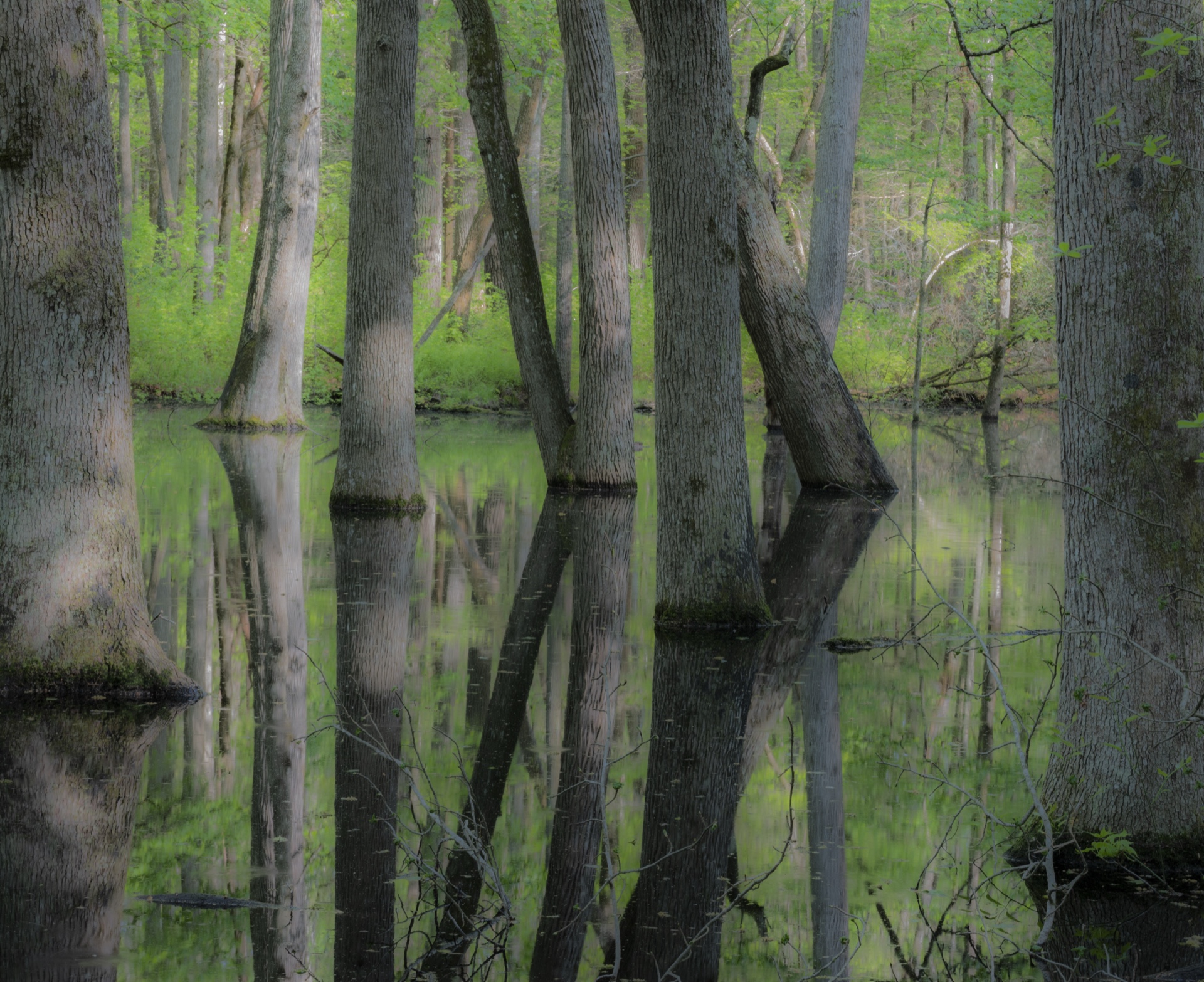 Ethereal Swamp