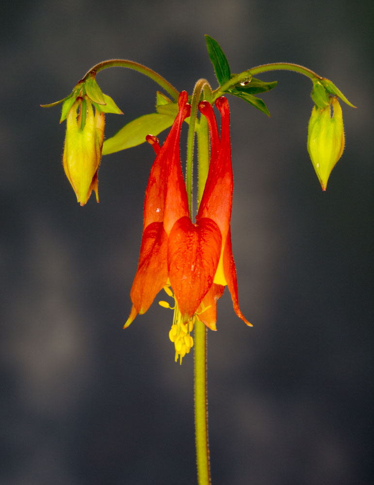 Columbine