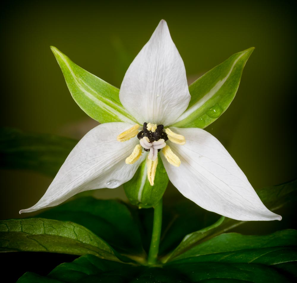 Teriffic Trillium