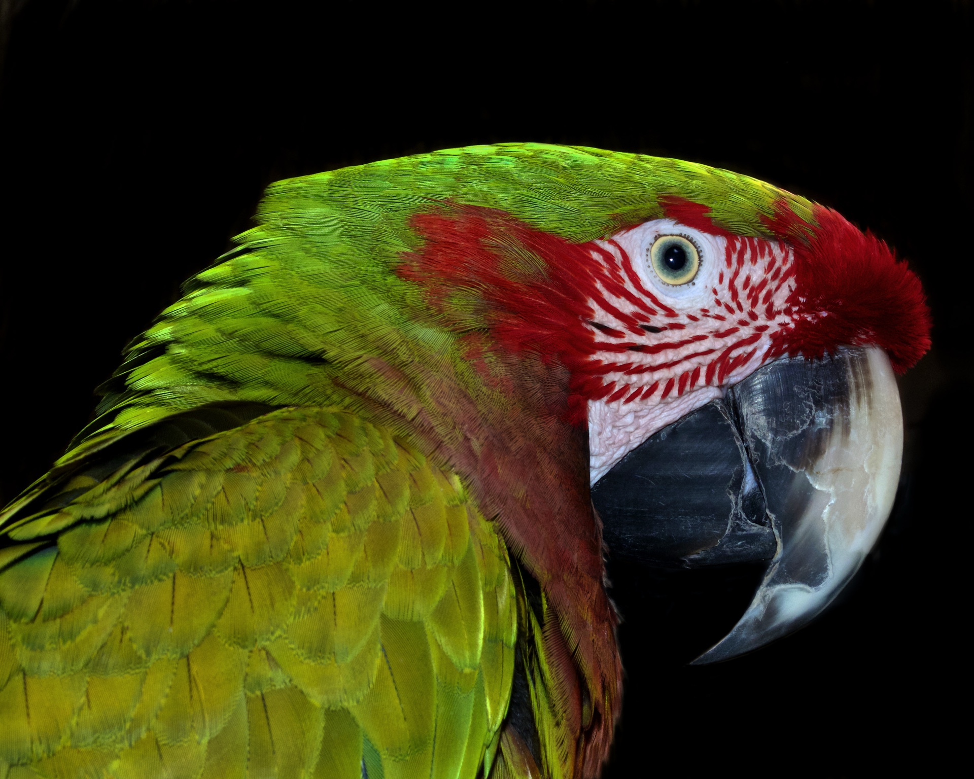 Pretty Polly