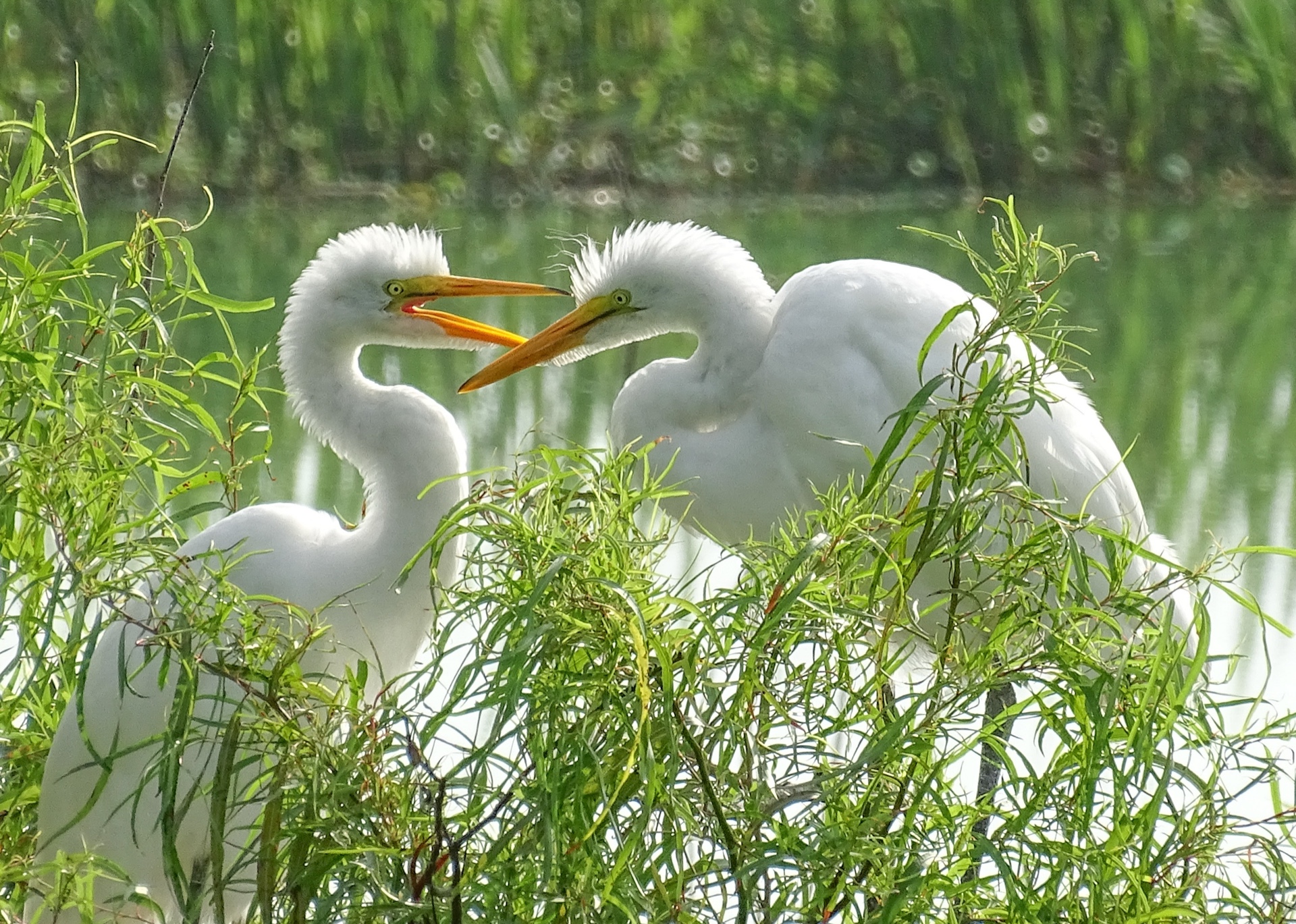 Hen Pecked Egret