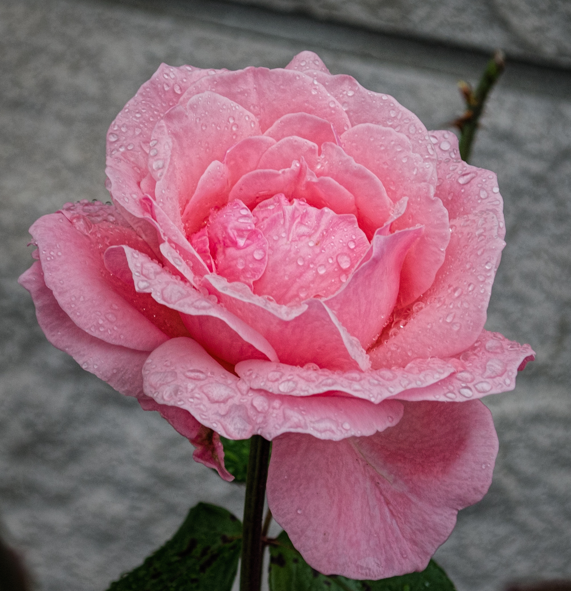 Delicate