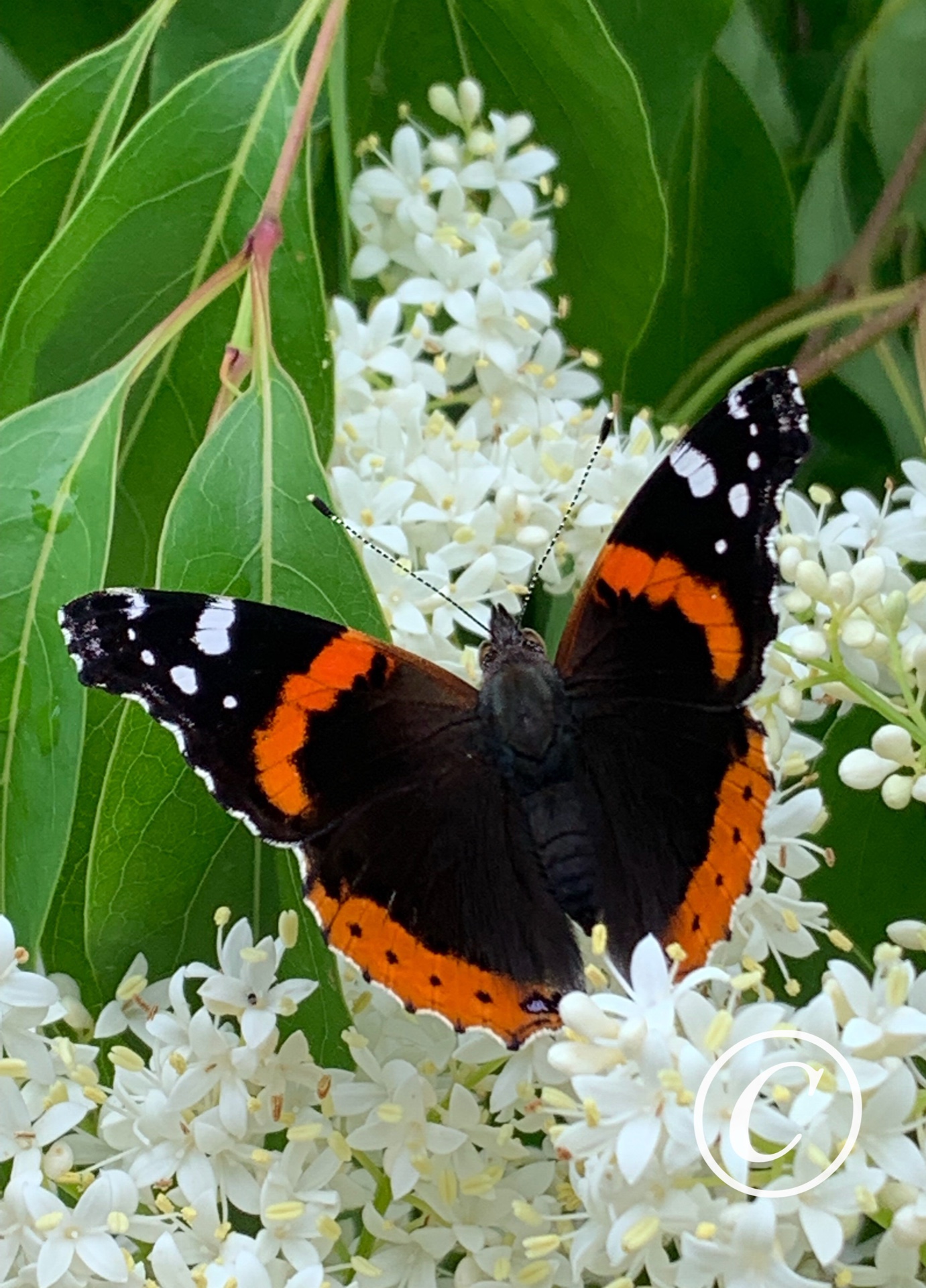 Flying Flower