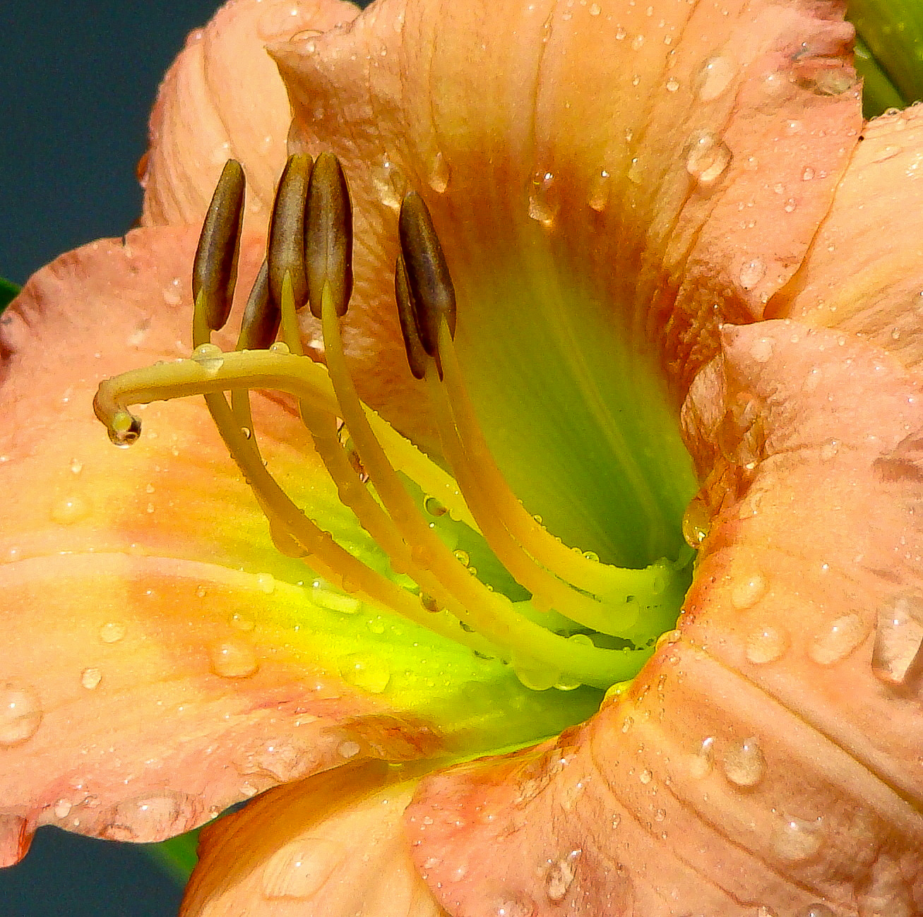 After the Rain Day Lily
