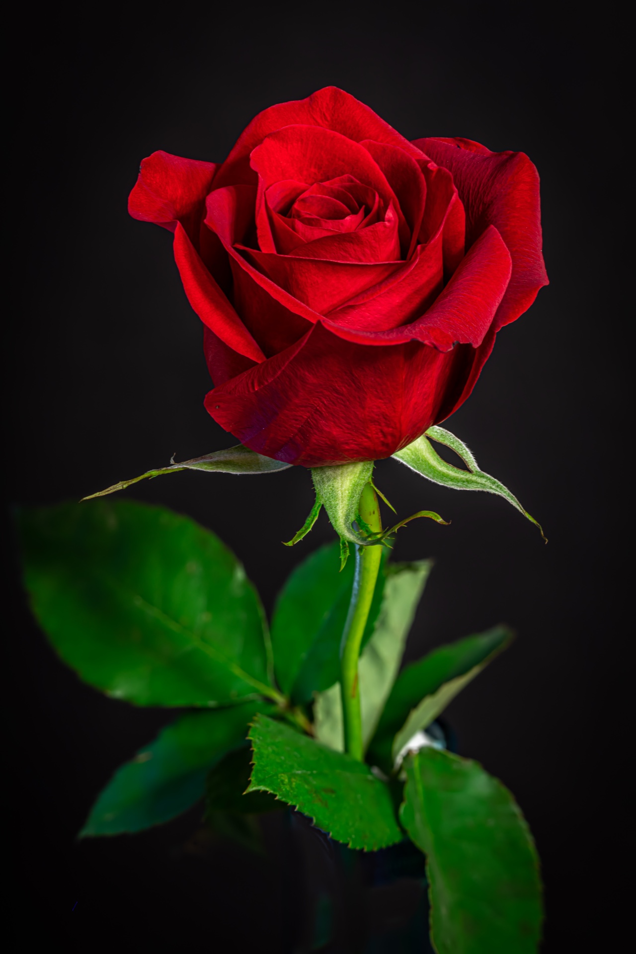 Red Rose Wm 4x6 2019 8 20 Fs dng C1- 2